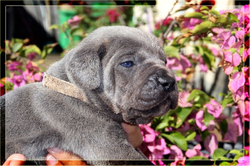 Moonlight Glories - Cane Corso - Portée née le 18/06/2016